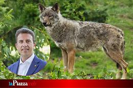 Il Veneto si prepara a gestire il lupo, Corazzari: "Risposte mirate ai territori più esposti"
