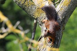 Avvistamenti straordinari nei Colli Euganei: ritorno di specie rare e nuove frontiere per la biodiversità italiana