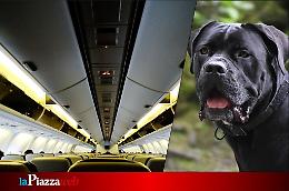 Animali in volo: ora possono viaggiare accanto ai proprietari anche se superano i 10 kg