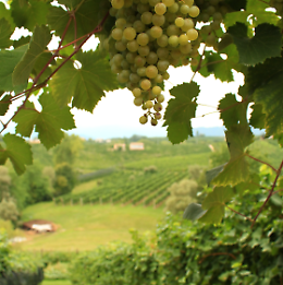 Primavera del Conegliano Valdobbiadene Prosecco: un weekend di festa