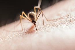 Nuovi casi di chikungunya a Sant’Ambrogio di Valpolicella: il Veneto rafforza le misure contro le zanzare