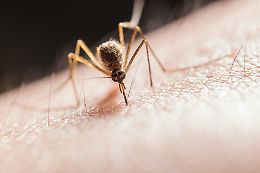 Contagi da Chikungunya nel veronese, 47 casi registrati
