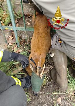 Capriolo intrappolato tra le sbarre a Mossano: intervento dei vigili del fuoco per il salvataggio