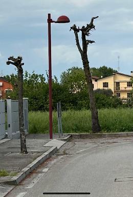 Cadoneghe. In via Vasari qualcuno di nascosto taglia gli alberi
