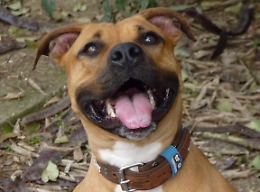 Il cane aggressivo che ha seminato il panico a Carmignano di Brenta: quattro morsi in due mesi