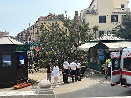 Albero crollato a Venezia: scatta l'indagine per accertare le cause del cedimento
