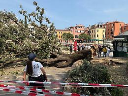 Albero cade in Piazzale Roma a Venezia: 7 feriti lievi in piena Festa della Repubblica