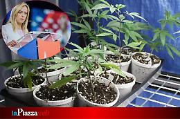 Stretta sulla cannabis light, pioggia di critiche al governo