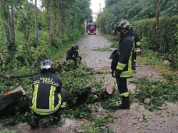 Maltempo: decine di interventi nella Marca per alberi e pali caduti