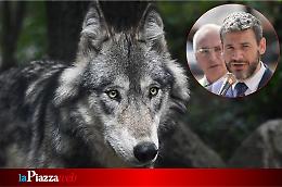 Alto Vicentino: via libera ai proiettili di gomma contro i lupi