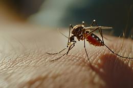 Cavarzere distribuisce gratuitamente pastiglie larvicide per combattere la proliferazione delle zanzare