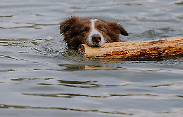Cane scivola in un canale a Grisignano di Zocco: salvato dai Vigili del Fuoco