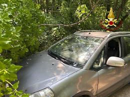 Albero caduto travolge un'auto a Nervesa della Battaglia: intervento d'urgenza e strada bloccata