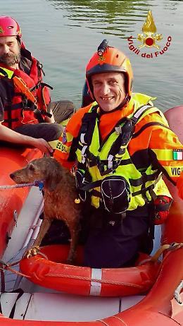 Salvataggio eroico: Rocky, il cane in pericolo nel Brenta, torna a casa sano e salvo