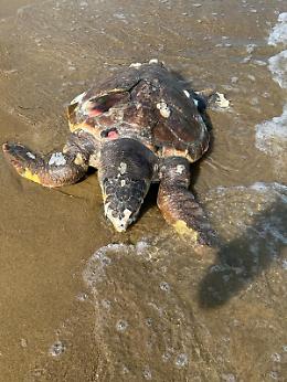 Tartarughe trovate morte a Bibione