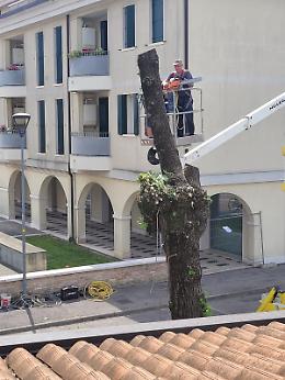 Abbattimento dei tigli a Piove di Sacco: scontro tra esigenze urbanistiche e tutela ambientale