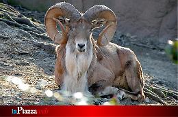 Una luce di speranza: al Parco Natura Viva nascono due esemplari di Urial, lo stambecco in via d'estinzione