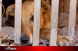Richiamato per i maltrattamenti al cane, aggredisce una coppia a Dosson di Casier