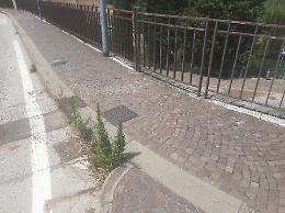 Treviso, il cavalcavia della stazione tra incuria e degrado: un "verde" che non convince