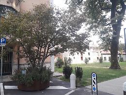 Mirano, i due aceri della piazza spostati all’ombra di viale delle Rimembranze