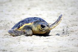 Salvataggio di una tartaruga Caretta Caretta: un esempio di sinergia virtuosa sul litorale veneziano