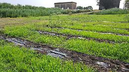  Colture sperimentali contro la salinizzazione dei terreni a Chioggia e Cavarzere
