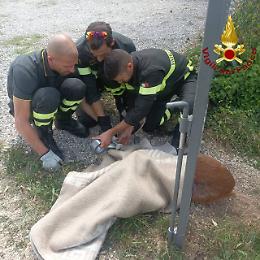 Daino incastrato tra le sbarre di un cancello, liberato dai vigili del fuoco a San Pietro di Feletto