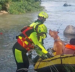 Salvato un cane bloccato su un isolotto del Piave