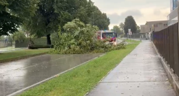 Maltempo a Padova: crolla un albero in via Lisbona, traffico paralizzato