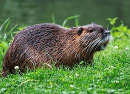 Nutrie, allarme in provincia di Padova: 1.500 esemplari rimossi nel primo semestre