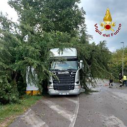 Maltempo nel Trevigiano: alberi abbattuti e disagi, ma nessun ferito