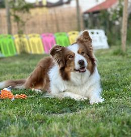 Conegliano: la Pet Therapy arriva in Psichiatria