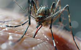 Chikungunya nel Bassanese: confermato un contagio di ritorno dall’estero