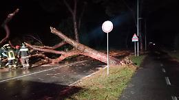 Cavallino Treporti sferzata dal vento, 14 alberi abbattuti