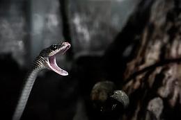 Morso da una vipera sul litorale di Caorle: ragazzino di Oderzo salvo grazie all'intervento tempestivo