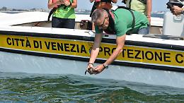Elena e Serenity tornano al mare: liberate due tartarughe Caretta caretta curate al Lido di Venezia