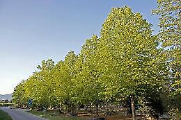 Cavarzere. “Alberi in Pianura” e Protezione Civile, due appelli per il territorio
