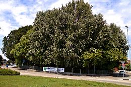 Maerne, una petizione per salvare il “bosco” di via Stazione