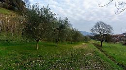 Il Comune di Saonara aderisce ad "Alberi in Pianura": fino a 10 piantine autoctone gratuite per famiglia, prenota entro il 30 settembre 2025