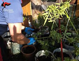 Monselice, scoperta piantagione domestica di marijuana: denunciata una coppia