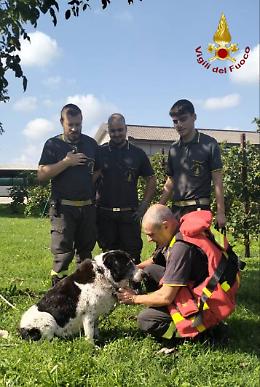 Paura a Volpago del Montello: cane intrappolato in un canale salvato dai Vigili del Fuoco