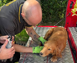 Castelfranco Veneto: cane intrappolato tra gli arbusti salvato dai Vigili del Fuoco