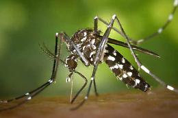 Crescono i casi di Chikungunya in provincia di Verona: interventi mirati per contenere la diffusione delle zanzare