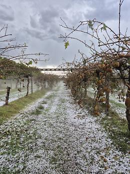 Grandine e temporali flagellano il Veronese, campi imbiancati come dopo una nevicata