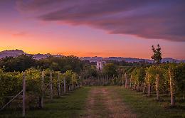 Tour delle colline Venete: alla scoperta dei vini della regione 