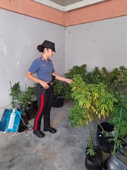 Scoperta serra di marijuana in casa: arrestato 54enne a Villorba