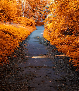 Veneto a colori: 5 passeggiate per ammirare il foliage d'autunno