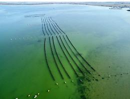 Porto Tolle: A Pila tredici pescatori investono in una nuova ostrica “made in Barbamarco”