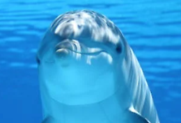 Delfino sorprende a Venezia: l’animale avvistato nel bacino di San Marco
