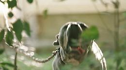Tragedia sfiorata a Nervesa della Battaglia: bimbo di 3 anni morso al volto da un cane